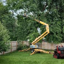 Best Tree Preservation Services  in West Carrollton, OH