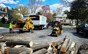 How Our Tree Care Process Works  in  West Carrollton, OH