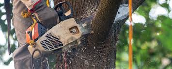 Best Emergency Tree Removal  in West Carrollton, OH