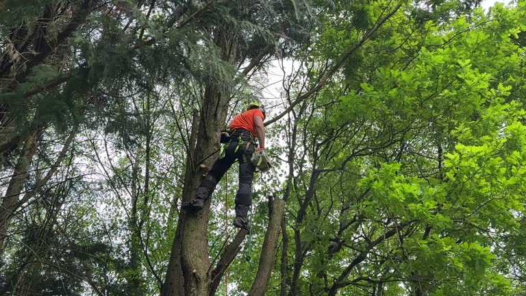 Best Hedge Trimming  in West Carrollton, OH