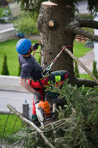 Best Tree Maintenance Programs  in West Carrollton, OH