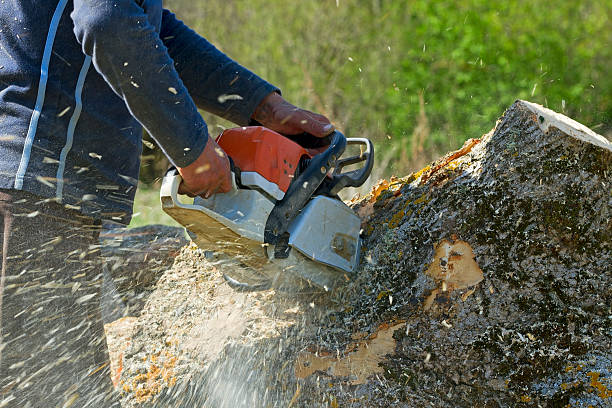 Best Tree Disease Treatment  in West Carrollton, OH