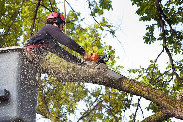 Best Seasonal Cleanup (Spring/Fall)  in West Carrollton, OH